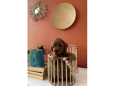 Cookie ve tarçının poodle bebekleri