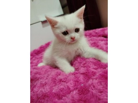 Uysal pablo british shorthair