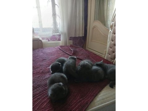 Yavru kedilerimiz yeni yuvalarını gitmeye hazırlar