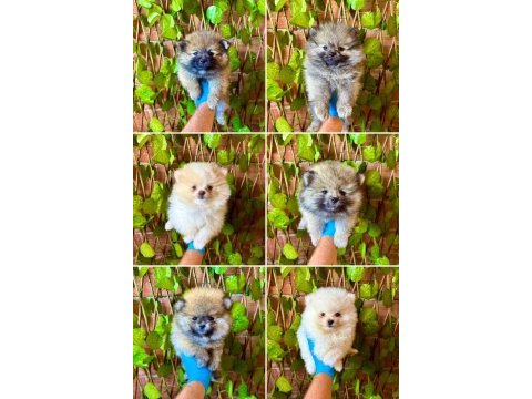 Yalova da pomeranian boo bebekler