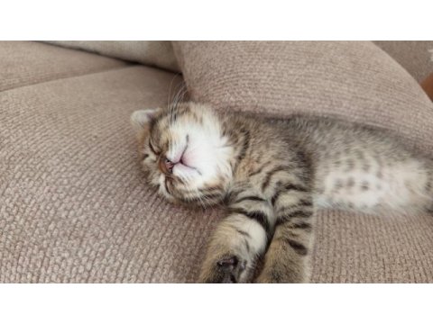 Oyuncul scottish fold kedisi