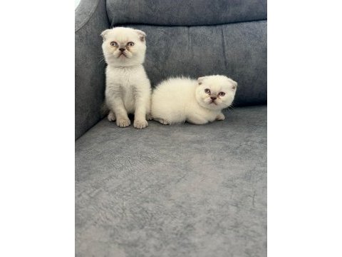 Ayı suratlı scottish fold yavrularim