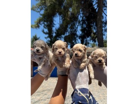 Sevimli maltipoo yavrularımız