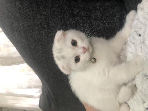 Yavru saf kan scottish fold bebekler acil yuva arıyor