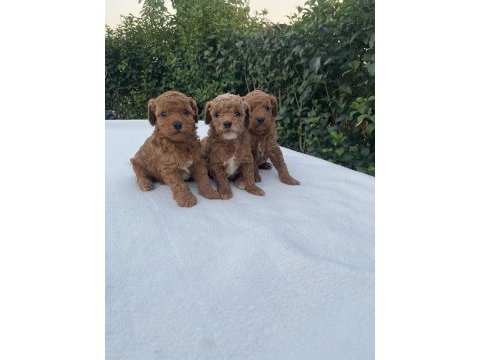 A kalite toy poddle yavrularımız