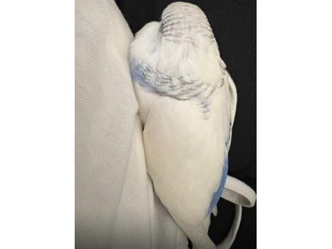 35-40 günlük yavru yeme düşmüş muhabbet kuşumuz