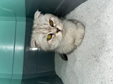 Sahiplendirilecek scottish fold kedimiz