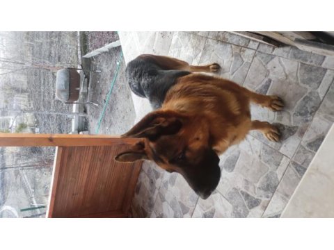 7 adet 25 günlük safkan alman çoban köpeği