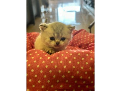 Ankara rezerve açık british shorthair yavrularımız