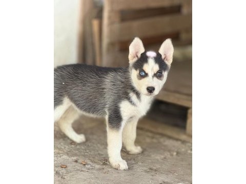 Yakışıklı ve güzel husky köpekler