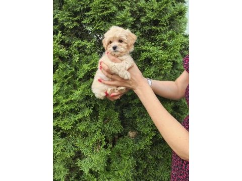 Korean maltipoo yavrularımız