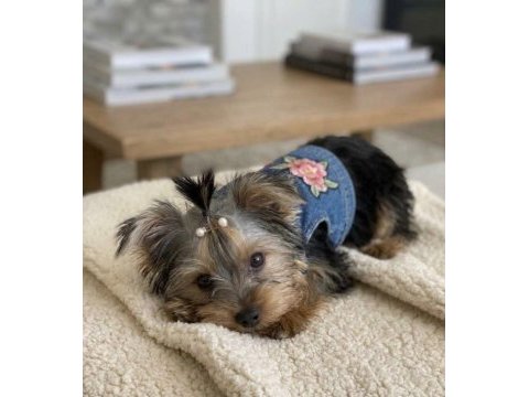 Köpeğimiz evde tek başına kalabiliyor