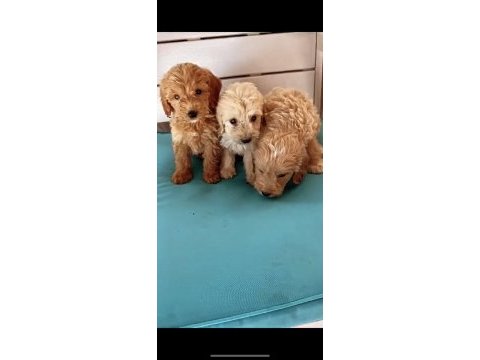A kalite renk seçimi mevcut maltipoo