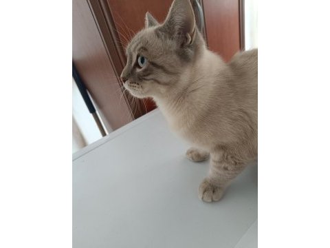 Acil ücretsiz kedimiz