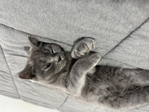Kedimiz 3 aylık british shorthair