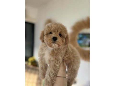 Büyümeme garantili tüy dökmeyen maltipoo