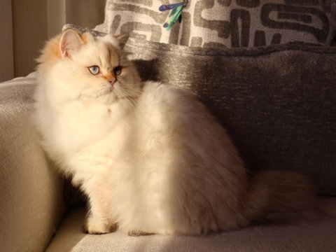 Full şecereli dişi british longhair