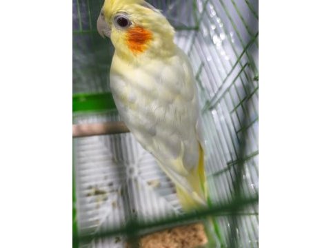 Sultan papaganı 6 aylık erkek