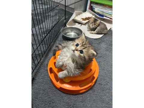 50 günlük british longhair