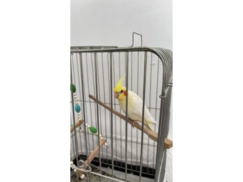 6 aylık sultan papağanı
