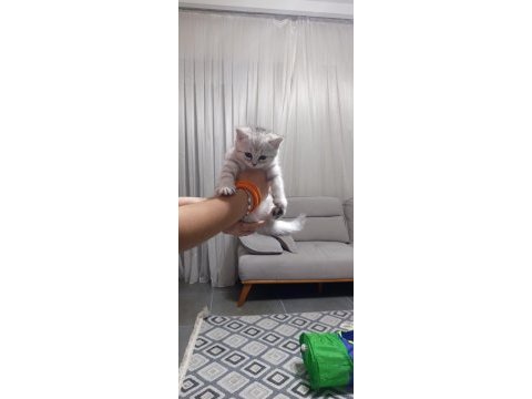 British shorthair yavrularım