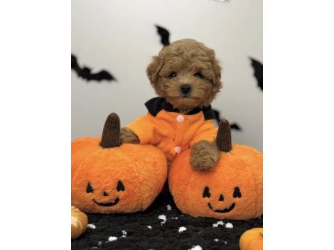 Kore suratlı maltipoo yavrular