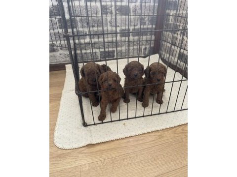 Orjinal toy poodle