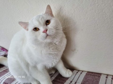 12 aylık dişi british shorthair