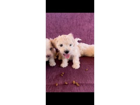 Terrier yavrularımız
