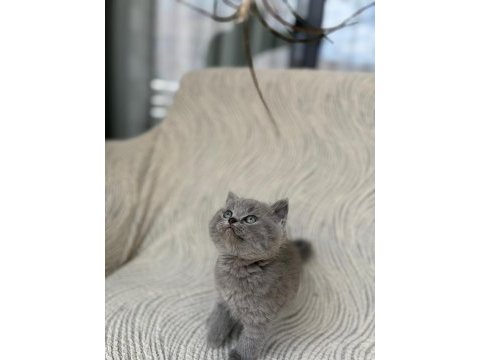 Gri british shorthair yavrular