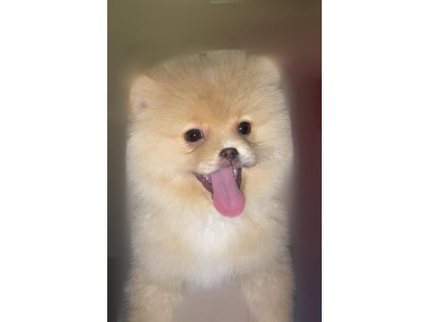 Wc eğitimli pomeranian boo dişi