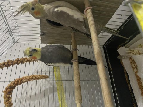 Sultan papağanı çift