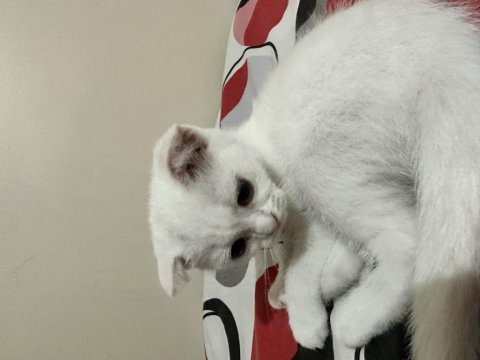 Süper yavrucuk british shorthair