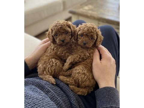 Teacup kore toy poodle bebeklerimiz