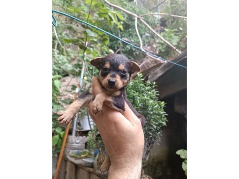 Minyatür pinscher erkek