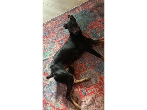 Acil ücretsiz doberman sahiplendirme