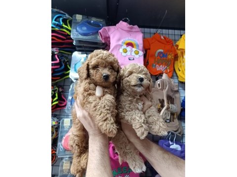 Maltipoo dişi erkek bebekler