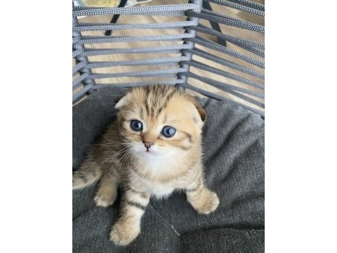 Muhteşem ırk black golden tabby scottish fold