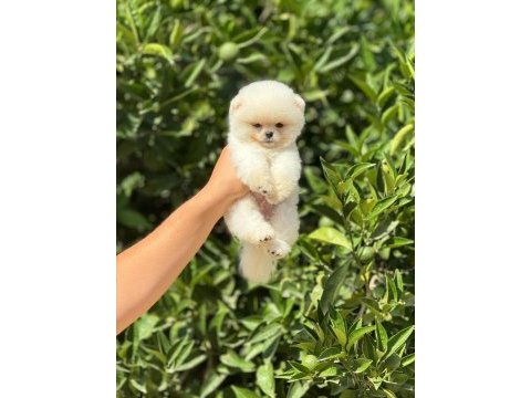 Pati ver sizler için burada pomeranian