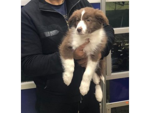 Border collie erkek yavrularımız