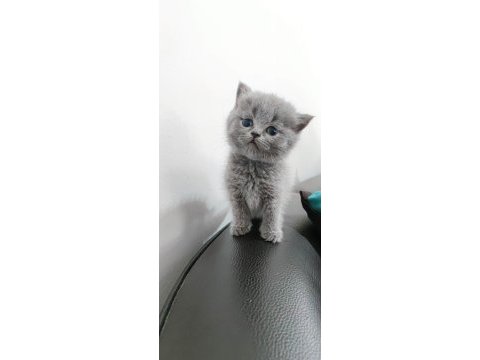 British shorthair sevdiğinize bir can verin