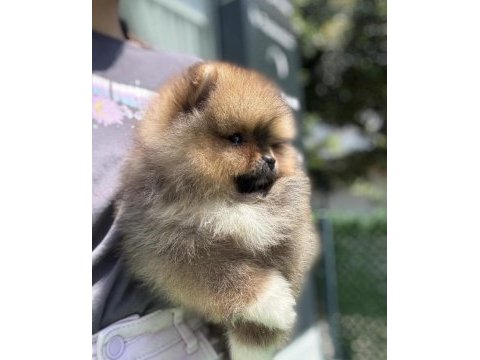 Efsane pomeranian boo yavru ayıcık surat