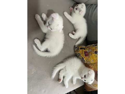 Scottish fold yavru kedilerimiz yeni yuvasını arıyor