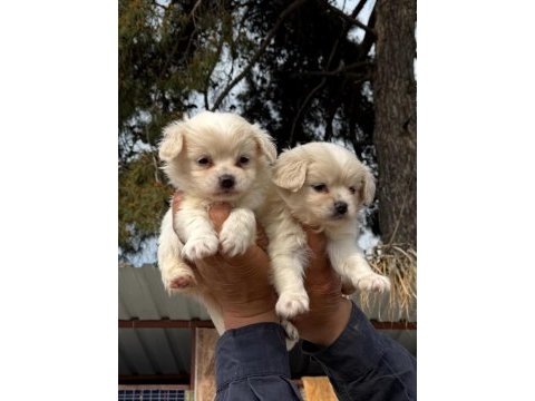 Çok tatlı morkie yavrularımız