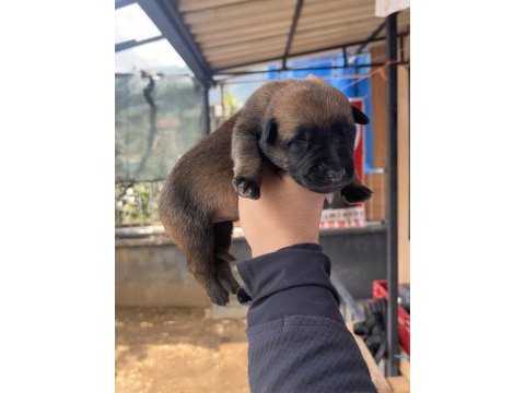 Safkan malinois yavruları