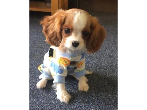 Efsane sevimli cavalier king charles yavrular