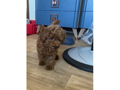 Koyu renk yavru poodle