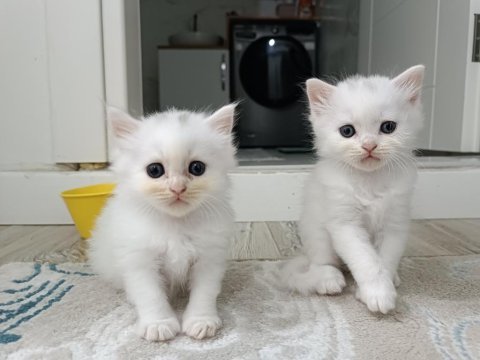 British longhair
