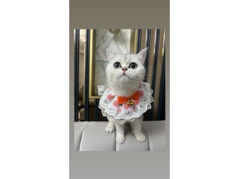 Kendi british shorthair kedilerimi sahiplendiriyorum
