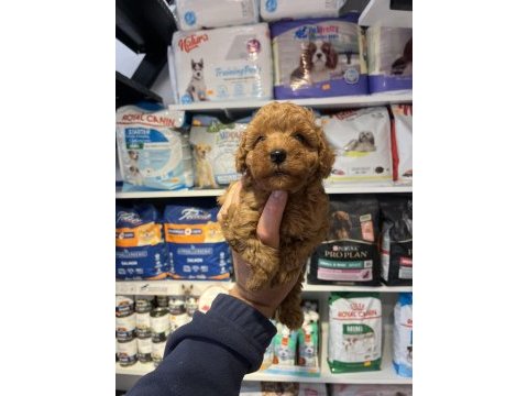 Show cllas red brwon bebek yüz toy poodle yavrular